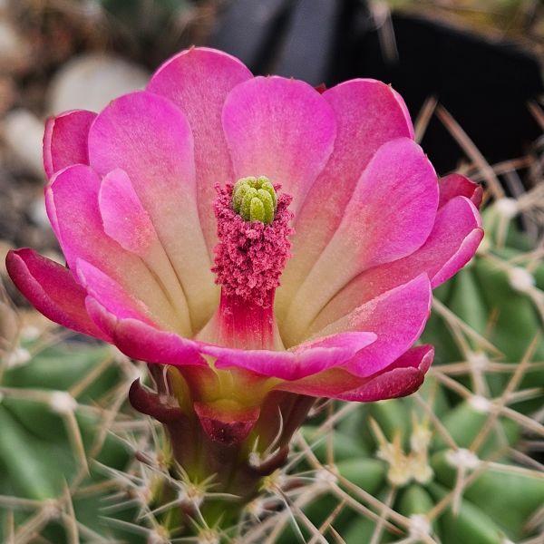 Echinocereus mojavensis